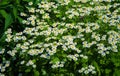 Chamomile flowers. camomile, daisy wheel, daisy chain, chamomel. An aromatic European plant, with white and yellow daisy like Royalty Free Stock Photo