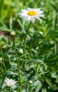 Chamomile flowers. camomile, daisy wheel, daisy chain, chamomel. An aromatic European plant, with white and yellow daisy like Royalty Free Stock Photo