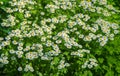 Chamomile flowers. camomile, daisy wheel, daisy chain, chamomel. An aromatic European plant, with white and yellow daisy like Royalty Free Stock Photo