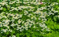 Chamomile flowers. camomile, daisy wheel, daisy chain, chamomel. An aromatic European plant, with white and yellow daisy like Royalty Free Stock Photo