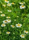 Chamomile flowers. camomile, daisy wheel, daisy chain, chamomel. An aromatic European plant, with white and yellow daisy like Royalty Free Stock Photo