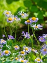 Chamomile flowers. camomile, daisy wheel, daisy chain, chamomel. An aromatic European plant, with white and yellow daisy like Royalty Free Stock Photo