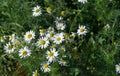 Chamomile flowers. camomile, daisy wheel, daisy chain, chamomel. An aromatic European plant, with white and yellow daisy like Royalty Free Stock Photo