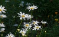Chamomile flowers. camomile, daisy wheel, daisy chain, chamomel. An aromatic European plant, with white and yellow daisy like Royalty Free Stock Photo