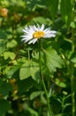 Chamomile flowers. camomile, daisy wheel, daisy chain, chamomel. An aromatic European plant, with white and yellow daisy like Royalty Free Stock Photo