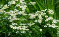 Chamomile flowers. camomile, daisy wheel, daisy chain, chamomel. An aromatic European plant, with white and yellow daisy like Royalty Free Stock Photo