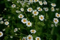 Chamomile flowers Royalty Free Stock Photo