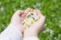 Chamomile flowers in children's hands Royalty Free Stock Photo