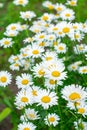 Chamomile flowers close-up. Background. Summer wildflowers Royalty Free Stock Photo