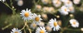 Chamomile flowers close up. Small white flowers at sunset Royalty Free Stock Photo