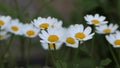 Chamomile flowers close up. White daisy flowers. Nature background flower fields, wild flower meadow, botany and biology