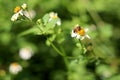 Chamomile flowers closely, the bee suck the pollen Royalty Free Stock Photo