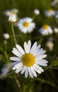 Chamomile flowers closeup Royalty Free Stock Photo