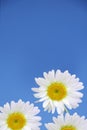 Chamomile Flowers