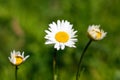 Chamomile flowers. Closeup. On a green background Royalty Free Stock Photo