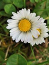 Chamomile flowers closeup in a green fiel.