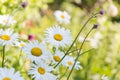 Chamomile flowers closeup on a green field background. Royalty Free Stock Photo