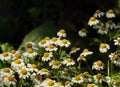 Save ecology chamomile flowers at the early morning with different kind of insects