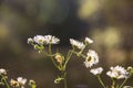 Chamomile flowers field background. Summer white daisy flowers field