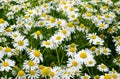 Chamomile flowers field. Beautiful blooming medical roman chamomiles. Herbal medicine, aromatherapy concept.