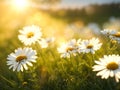 Chamomile flowers field over blurred sunset background. Royalty Free Stock Photo