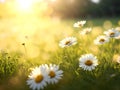 Chamomile flowers field over blurred sunset background. Royalty Free Stock Photo