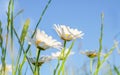 Chamomile flowers field on sky background. Summer daisies. Defocused. Royalty Free Stock Photo
