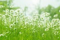 Chamomile flowers field sunlight. Summer daisies. Beautiful scene of nature with blooming medical chamomile. Royalty Free Stock Photo