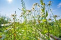 Field with daisies and sun on sky, focus on foreground Royalty Free Stock Photo