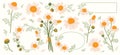 Chamomile flowers flat illustrations set. Steam, bud and petal of daisy. Bouquet of wildflowers