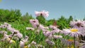 Chamomile flowers, fluttering butterfly, collects nectar