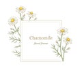 Chamomile flowers frame, line art drawing. Daisy wild flowers in gentle pastel colors. Floral vector rectangular border frame