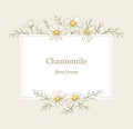 Chamomile flowers frame, line art drawing. Daisy wild flowers in gentle pastel colors. Floral vector rectangular border