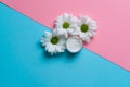 chamomile flowers in front of skin care cream on two colored background Royalty Free Stock Photo