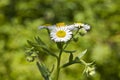 Chamomile flowers in the garden with a defocused background Royalty Free Stock Photo