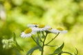 Chamomile flowers in the garden with a defocused background Royalty Free Stock Photo