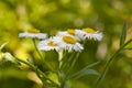 Chamomile flowers in the garden with a defocused background Royalty Free Stock Photo
