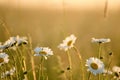 Chamomile flowers in gentle morning sunlight o
