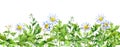 Chamomile flowers, green grass. Seamless border with camomile plants. Watercolor