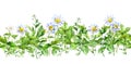 Chamomile flowers, green grass. Seamless border with plants. Watercolor