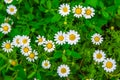 Chamomile flowers in green grass, top view. Blooming chamomile