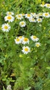 Chamomile flowers green leaves. Medicinal herbs. Nature background