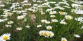 Chamomile flowers grow in the field. Wild daisies in the summer Royalty Free Stock Photo