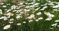 Chamomile flowers grow in the field. Wild daisies in the summer Royalty Free Stock Photo