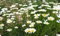 Chamomile flowers grow in the field. Wild daisies in the summer Royalty Free Stock Photo