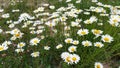 Chamomile flowers grow in the field. Wild daisies in the summer Royalty Free Stock Photo