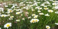 Chamomile flowers grow in the field. Wild daisies in the summer Royalty Free Stock Photo