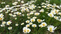 Chamomile flowers grow in the field. Wild daisies in the summer Royalty Free Stock Photo