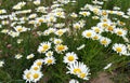 Chamomile flowers grow in the field. Wild daisies in the summer Royalty Free Stock Photo