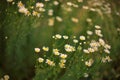 Chamomile flowers grow in summer garden. Beautiful selective art focus